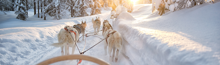 Eine Incentivereise im Winter mit Husky-Schlitten im Schnee