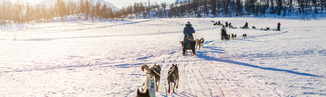 Hundeschlitten in Lappland als Incentivereiseziel